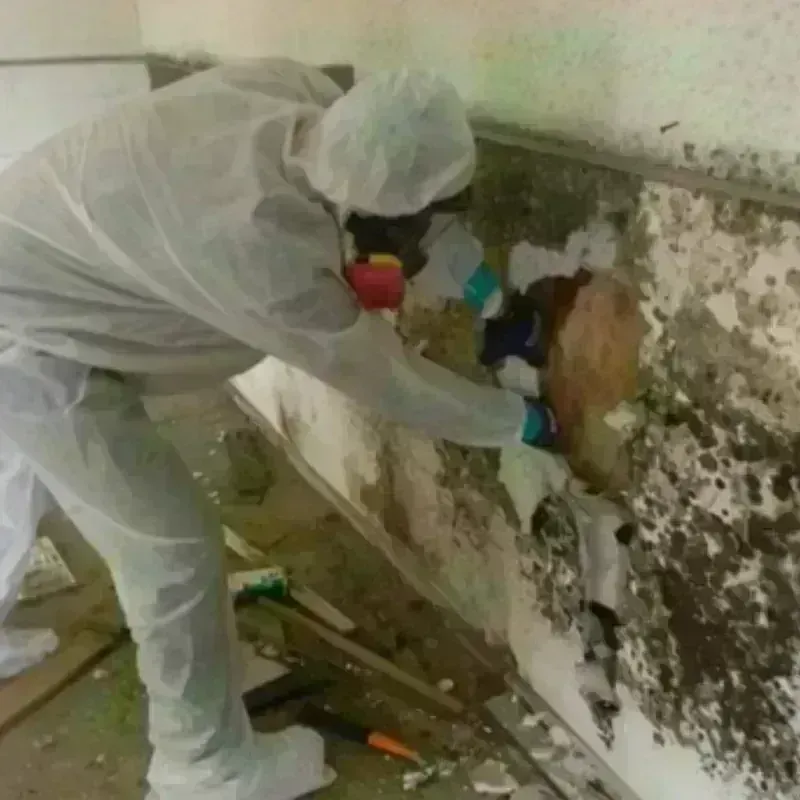 Mold Remediation and Removal in Port Townsend, WA